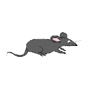 �Pat the Rat